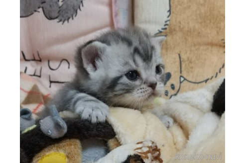 成約済の埼玉県のアメリカンショートヘア-51118の2枚目